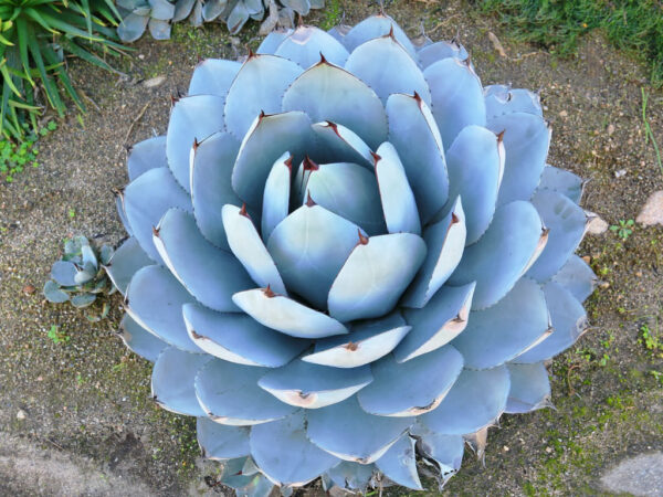Agave parryi