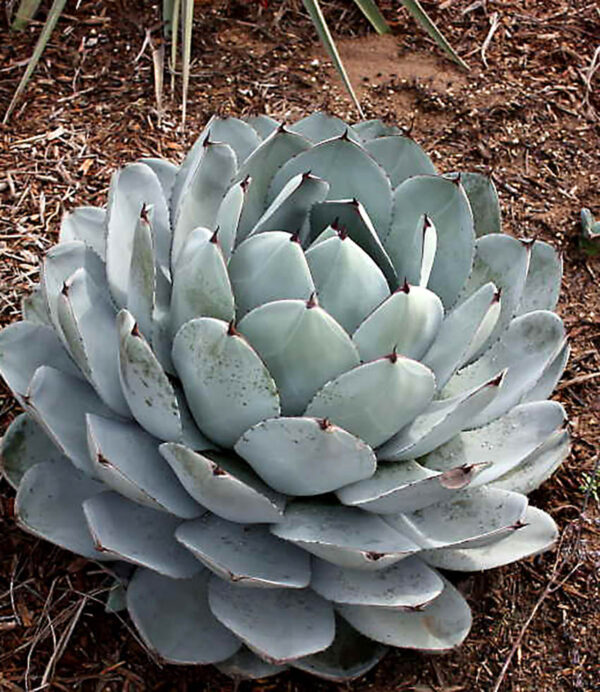 Agave parryi