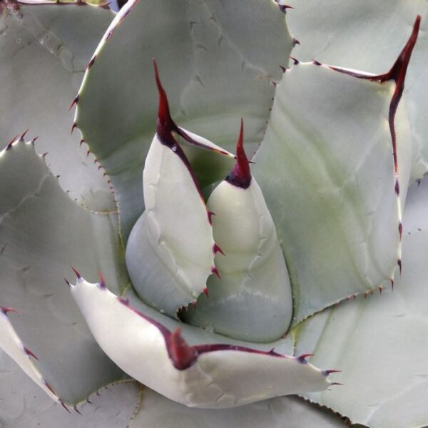 Agave parryi