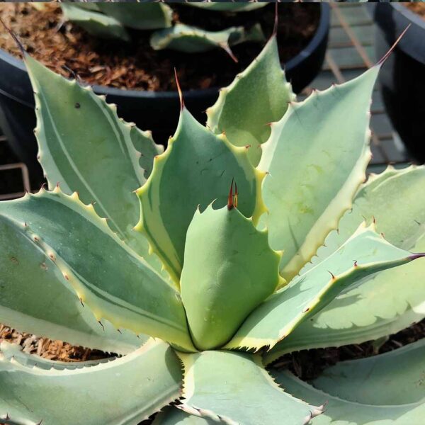 Agave potatorum (Butterfly Agave)