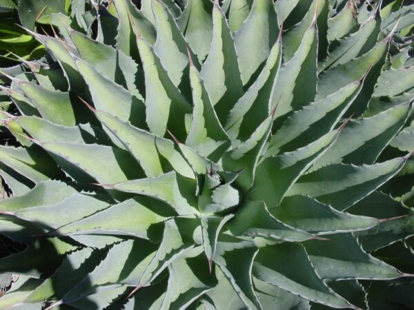 Agave potatorum (Butterfly Agave)