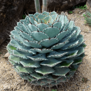 Agave potatorum (Butterfly Agave)