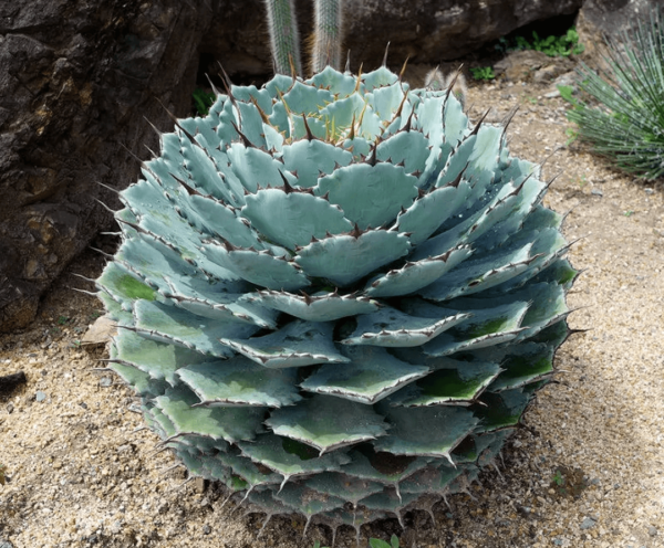 Agave potatorum (Butterfly Agave)