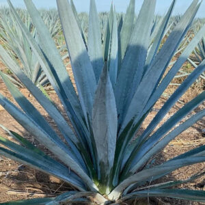 Agave tequilana (Blue Agave)