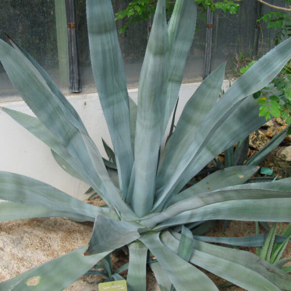 Agave tequilana (Blue Agave)