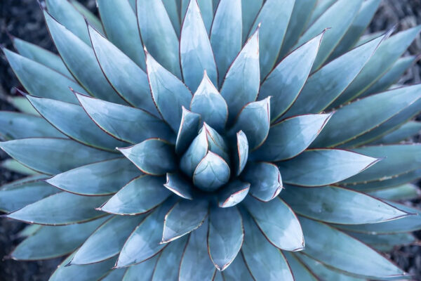 Agave tequilana (Blue Agave)