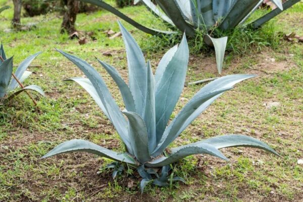 Agave tequilana (Blue Agave)
