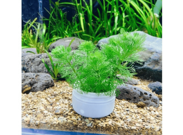 Cắt cắm Tiểu Bảo Tháp