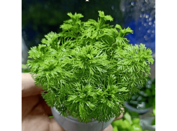 Cắt cắm Tiểu Bảo Tháp