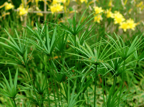 Thủy Trúc Thái (Cyperus Papyrus)