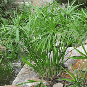 Thủy Trúc Thái (Cyperus Papyrus)