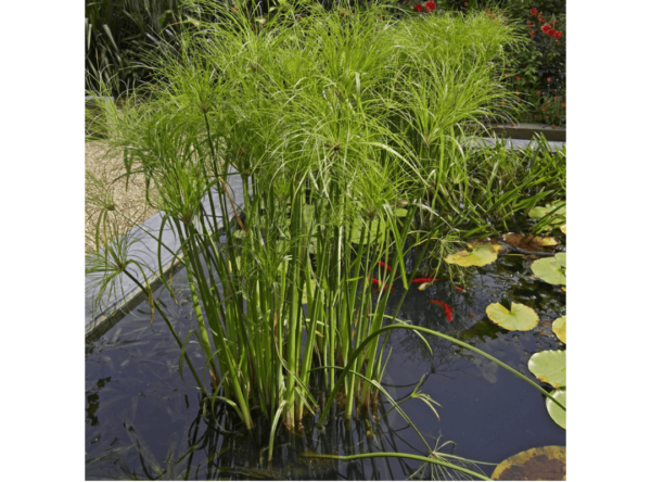 Thủy Trúc Thái (Cyperus Papyrus)