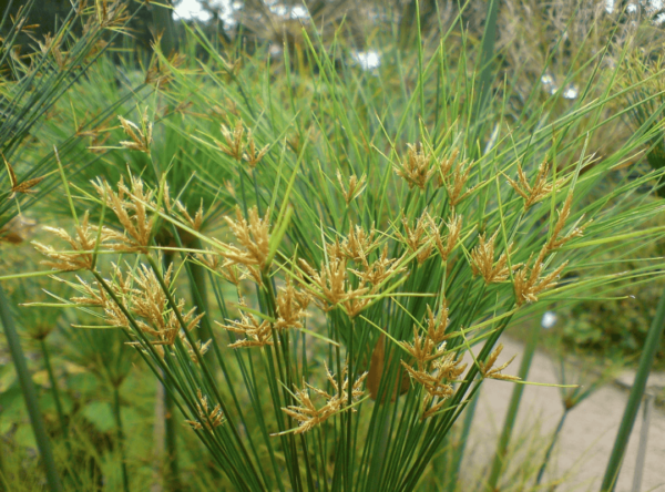 Thủy Trúc Thái (Cyperus Papyrus)