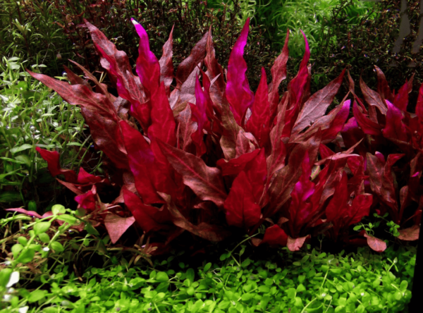 Huyết Tâm Lan (Alternanthera reineckii)