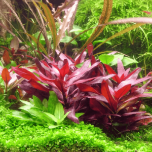 Huyết Tâm Lan (Alternanthera reineckii)