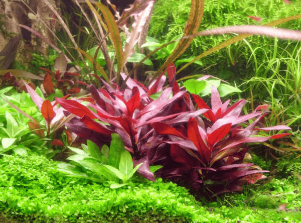 Huyết Tâm Lan (Alternanthera reineckii)