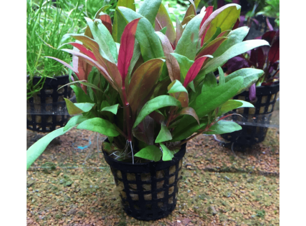 Huyết Tâm Lan (Alternanthera reineckii)