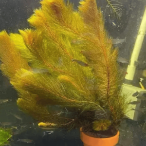 Rong Đuôi Chồn Đỏ (Myriophyllum tuberculatum)