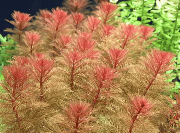 Rong Đuôi Chồn Đỏ (Myriophyllum tuberculatum)