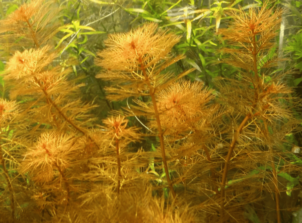 Rong Đuôi Chồn Đỏ (Myriophyllum tuberculatum)