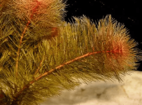 Rong Đuôi Chồn Đỏ (Myriophyllum tuberculatum)