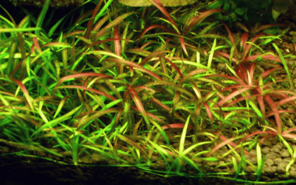 Cỏ Đỏ (Helanthium tenellum)