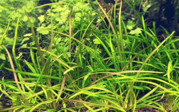 Cỏ Đỏ (Helanthium tenellum)