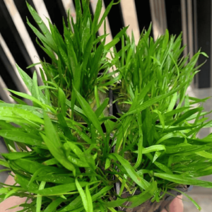 Cỏ Đỏ (Helanthium tenellum)