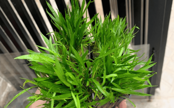 Cỏ Đỏ (Helanthium tenellum)