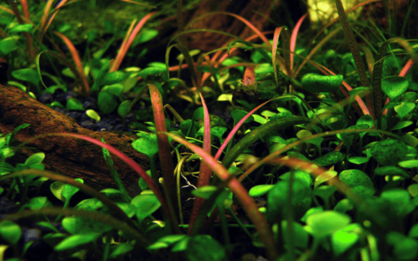 Cỏ Đỏ (Helanthium tenellum)