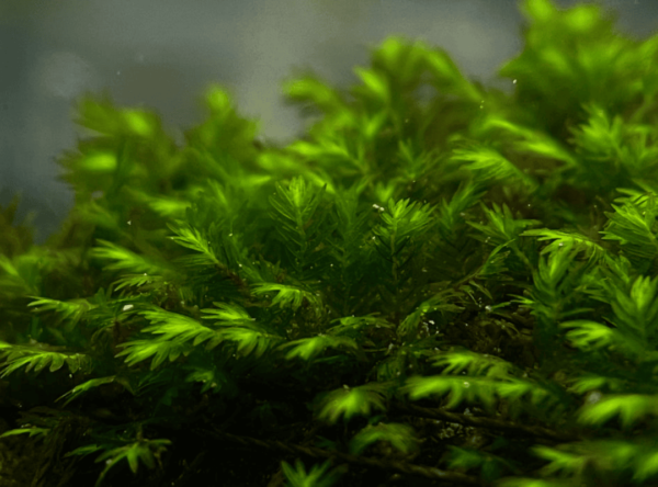 凤凰木苔桥（Fissidens nobilis）