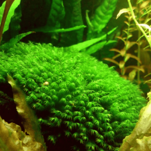 凤凰木苔桥（Fissidens nobilis）