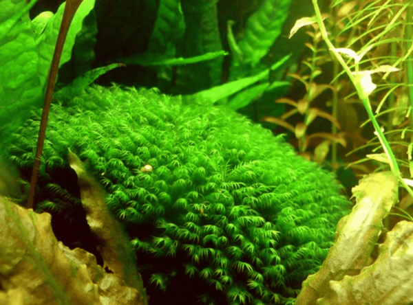 凤凰木苔桥（Fissidens nobilis）