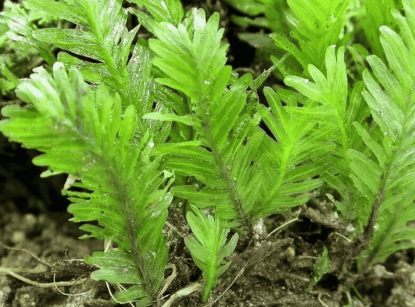凤凰木苔桥（Fissidens nobilis）