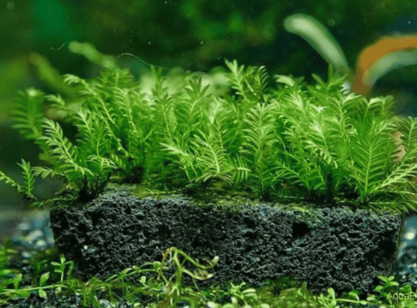 凤凰木苔桥（Fissidens nobilis）