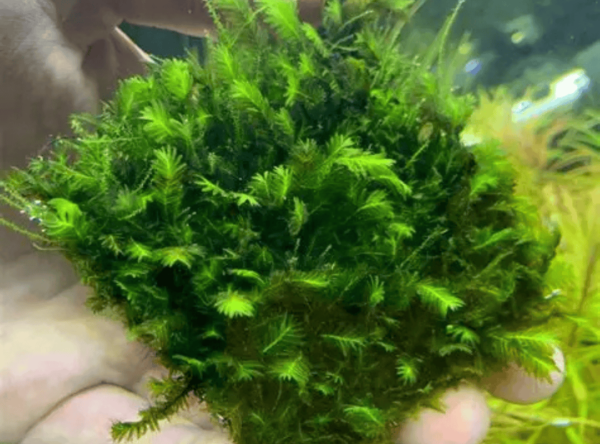 凤凰木苔桥（Fissidens nobilis）