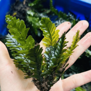 溪流蕨