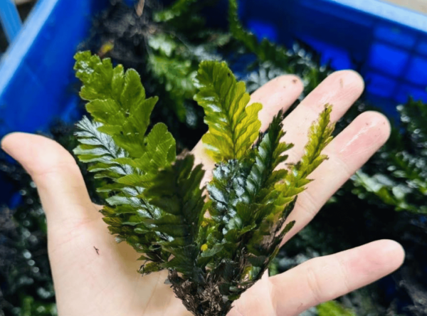 Dương xỉ suối
