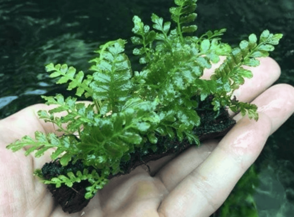 Dương xỉ suối
