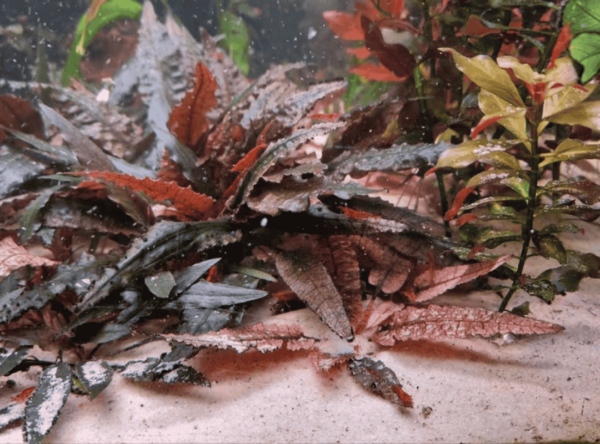 椒草