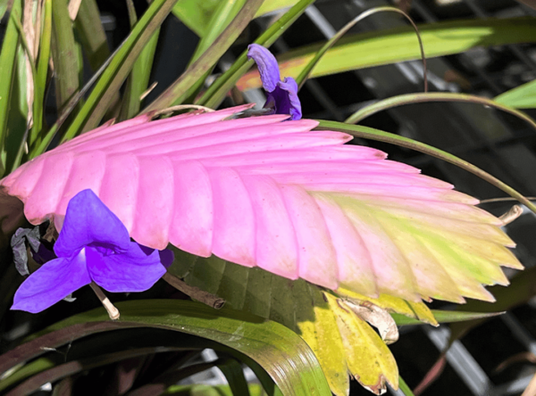 铁兰（火烈鸟空气植物）