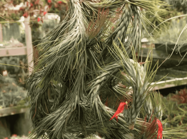 Tillandsia Funckiana (Cây Không Khí Funckiana)