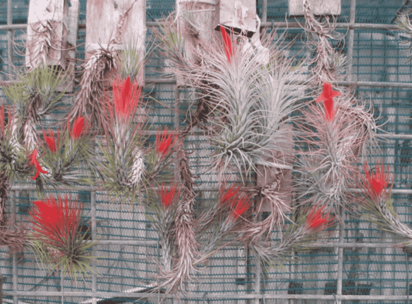Tillandsia Funckiana (Cây Không Khí Funckiana)