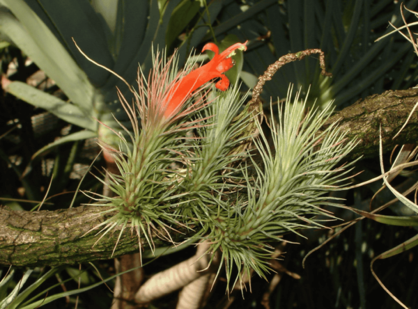 Tillandsia Funckiana (Cây Không Khí Funckiana)