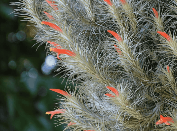 Tillandsia Funckiana (Cây Không Khí Funckiana)