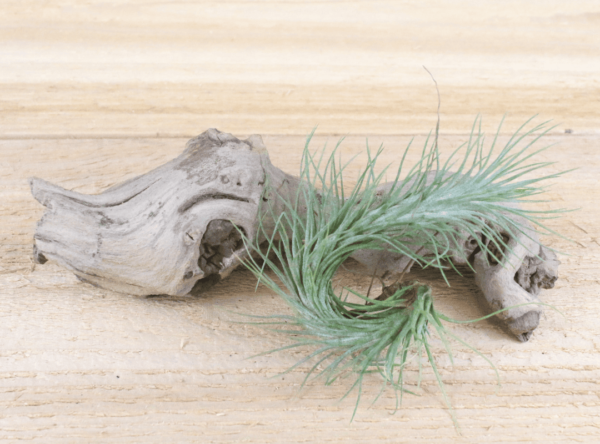 Tillandsia Funckiana (Cây Không Khí Funckiana)
