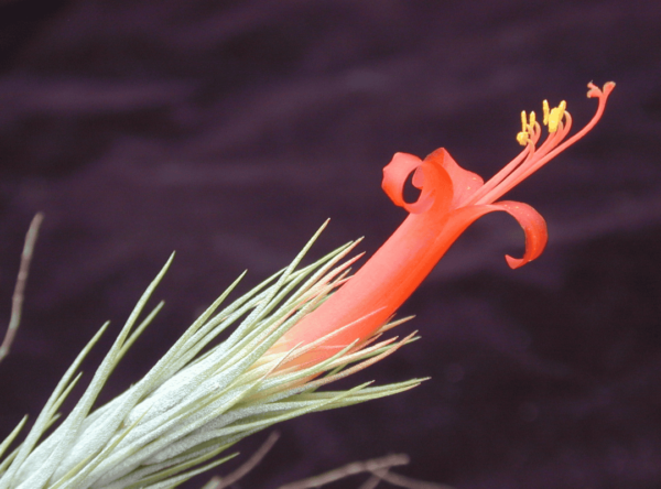Tillandsia Funckiana (Cây Không Khí Funckiana)