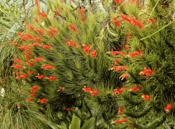 Tillandsia Funckiana (Cây Không Khí Funckiana)