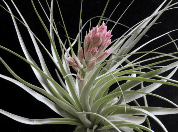 Tillandsia Gardneri (Cây Không Khí Gardneri)