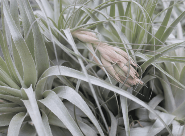 Tillandsia Gardneri (Cây Không Khí Gardneri)